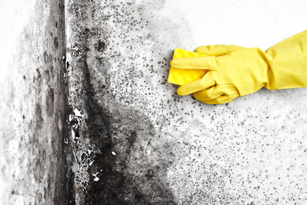 Why You Should Choose Our Mold Remediation Services in Frankfort, KY